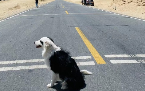 狂犬病潜伏期多长时间3