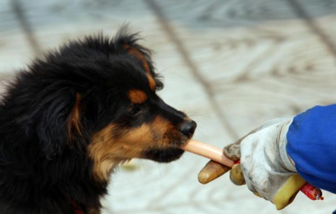 狂犬疫苗就是最大的骗局真的假的1