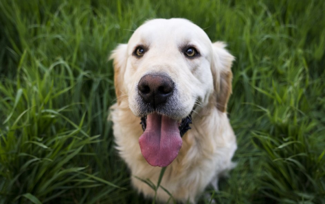 狗狗得了犬瘟怎么办1