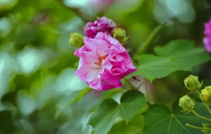 芙蓉花用什么土栽培好2