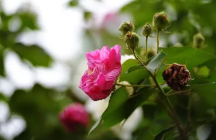 芙蓉花花苞打蔫是怎么回事1