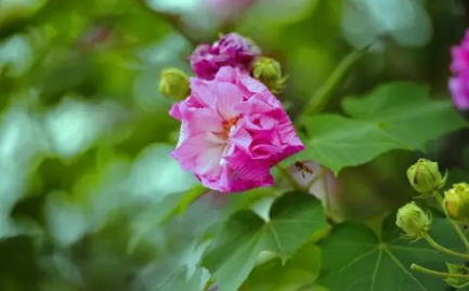 芙蓉花花期可以施肥吗 1