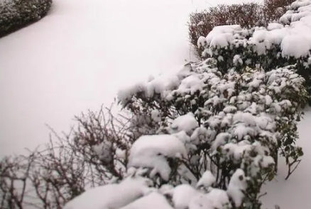 2021大雪节气北方会下大雪吗1