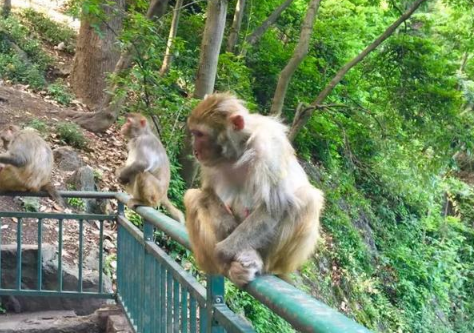 贵阳黔灵山猴子是保护动物吗2