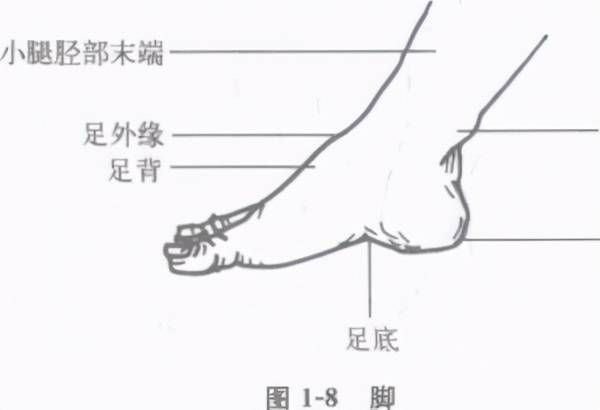 擒拿术基础动作与训练方法_武警擒拿敌术训练医学指导