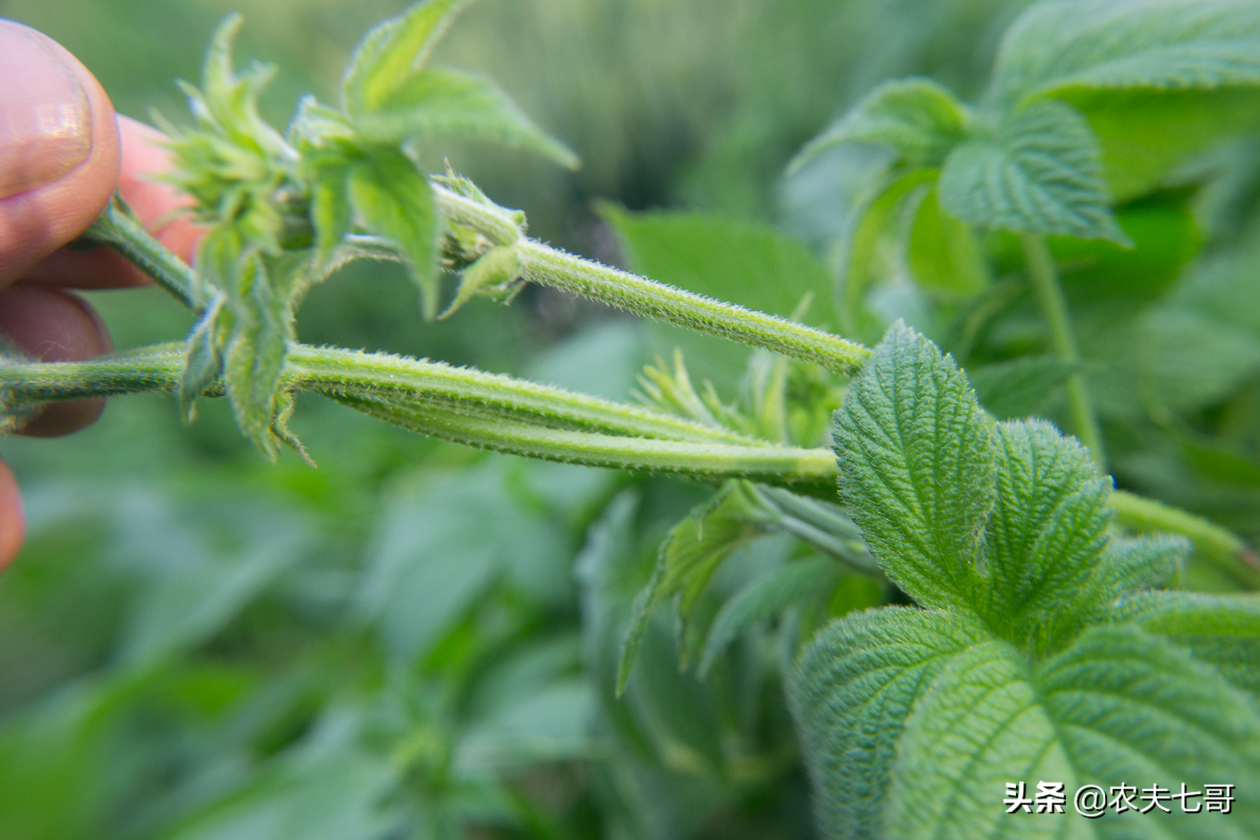 蚊子、牛虻、蜱虫，农村的3种吸血害虫，各有绝招，一个比一个狠