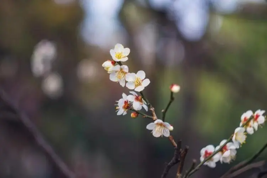 躲春白天可以见阳光吗2