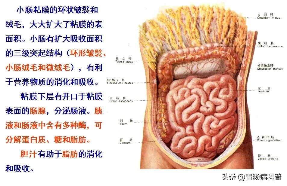 高清大图——消化系统结构与功能，一文轻松搞定