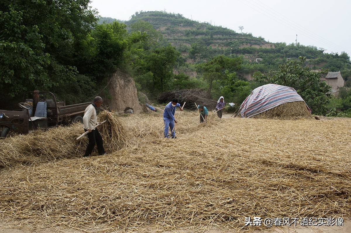 麦子熟了，9张照片让你知道当年碾麦场上的情景，重温农耕记忆