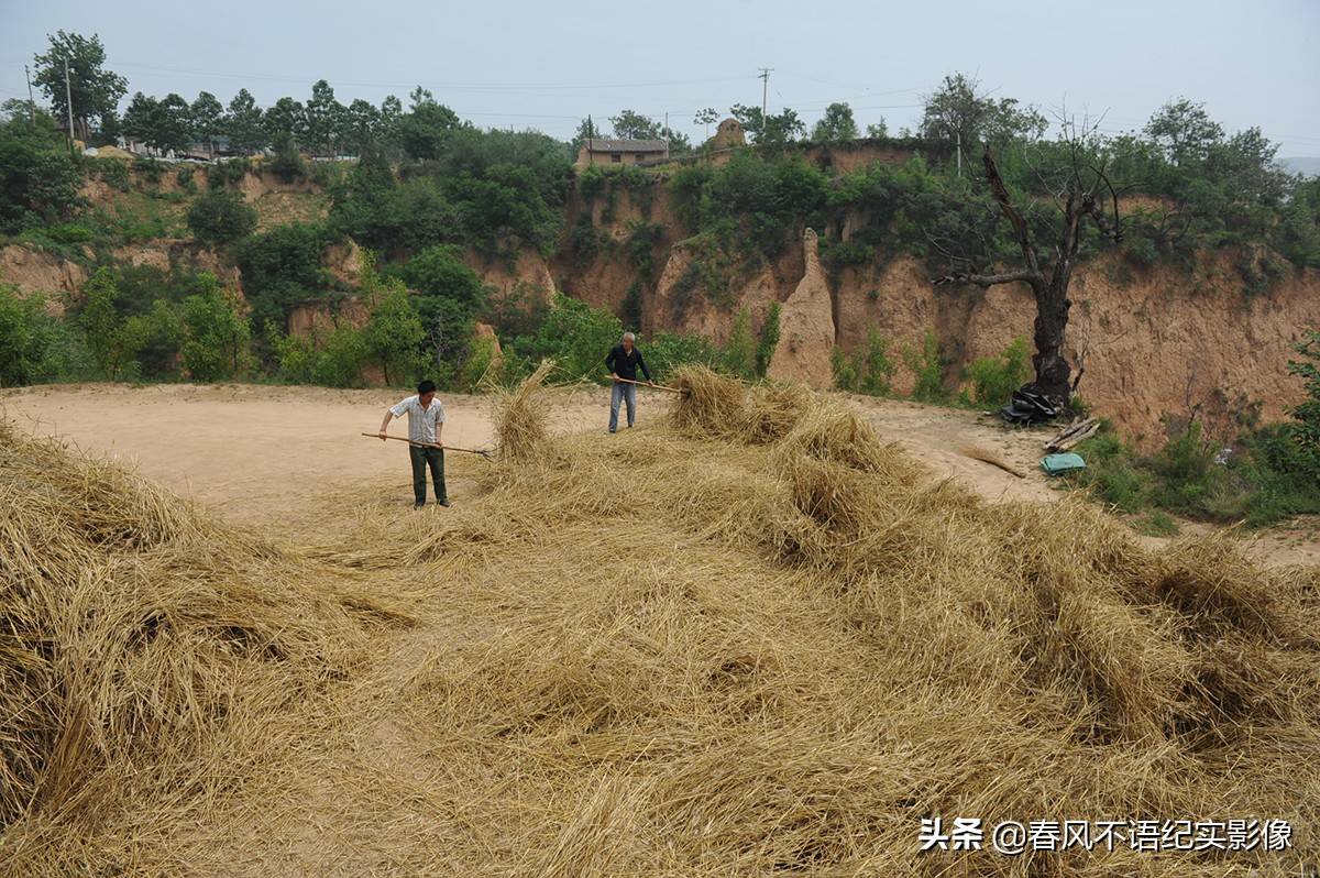 麦子熟了，9张照片让你知道当年碾麦场上的情景，重温农耕记忆