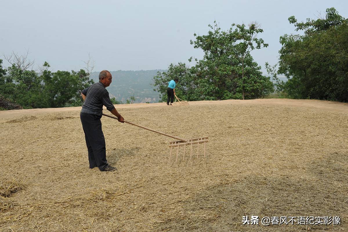 麦子熟了，9张照片让你知道当年碾麦场上的情景，重温农耕记忆