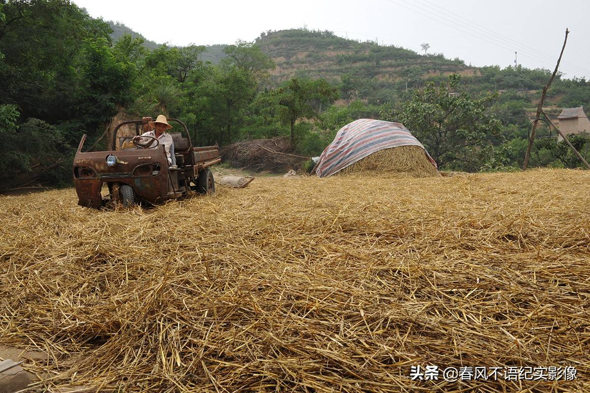 麦子熟了，9张照片让你知道当年碾麦场上的情景，重温农耕记忆