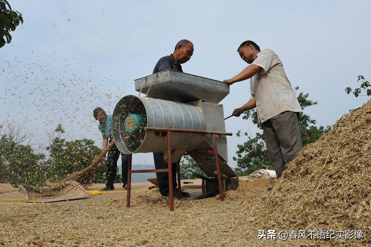 麦子熟了，9张照片让你知道当年碾麦场上的情景，重温农耕记忆