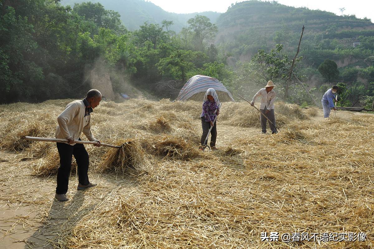 麦子熟了，9张照片让你知道当年碾麦场上的情景，重温农耕记忆