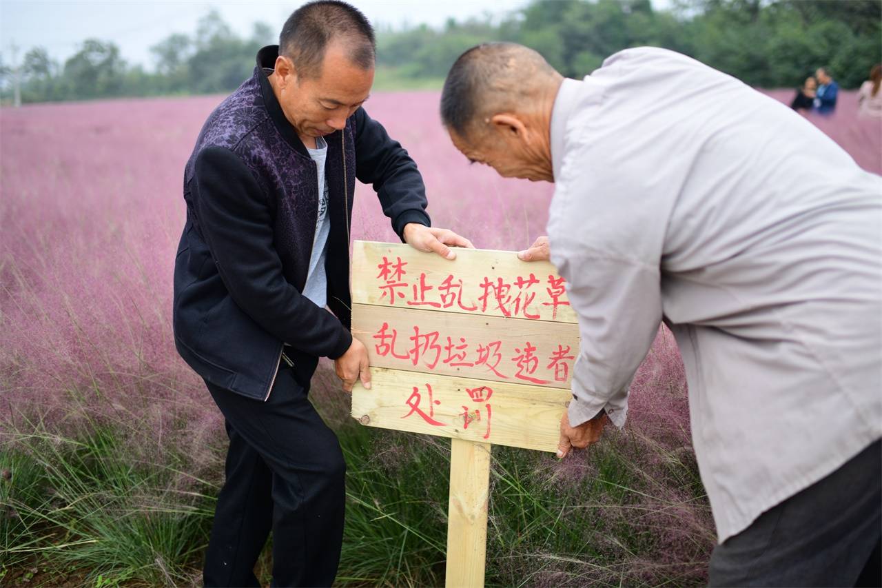 河南一村庄现大片网红粉黛草，不但年轻人喜欢，连老年人也来拍照