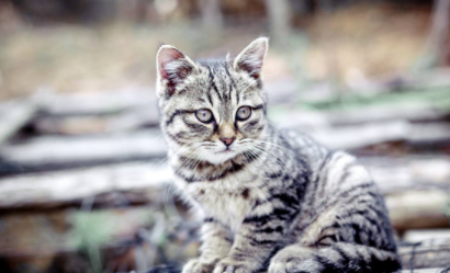 狸花猫什么行为算是认主人3