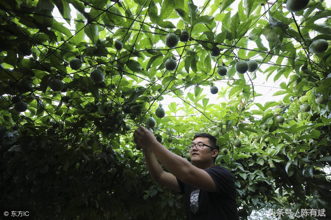 百香果不仅南方11省在种，山东江苏等都种出来了，还有泰国和南美