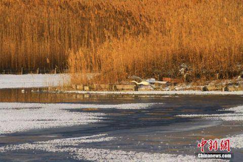 甘肃戈壁湿地冰面“雪处疑花满”