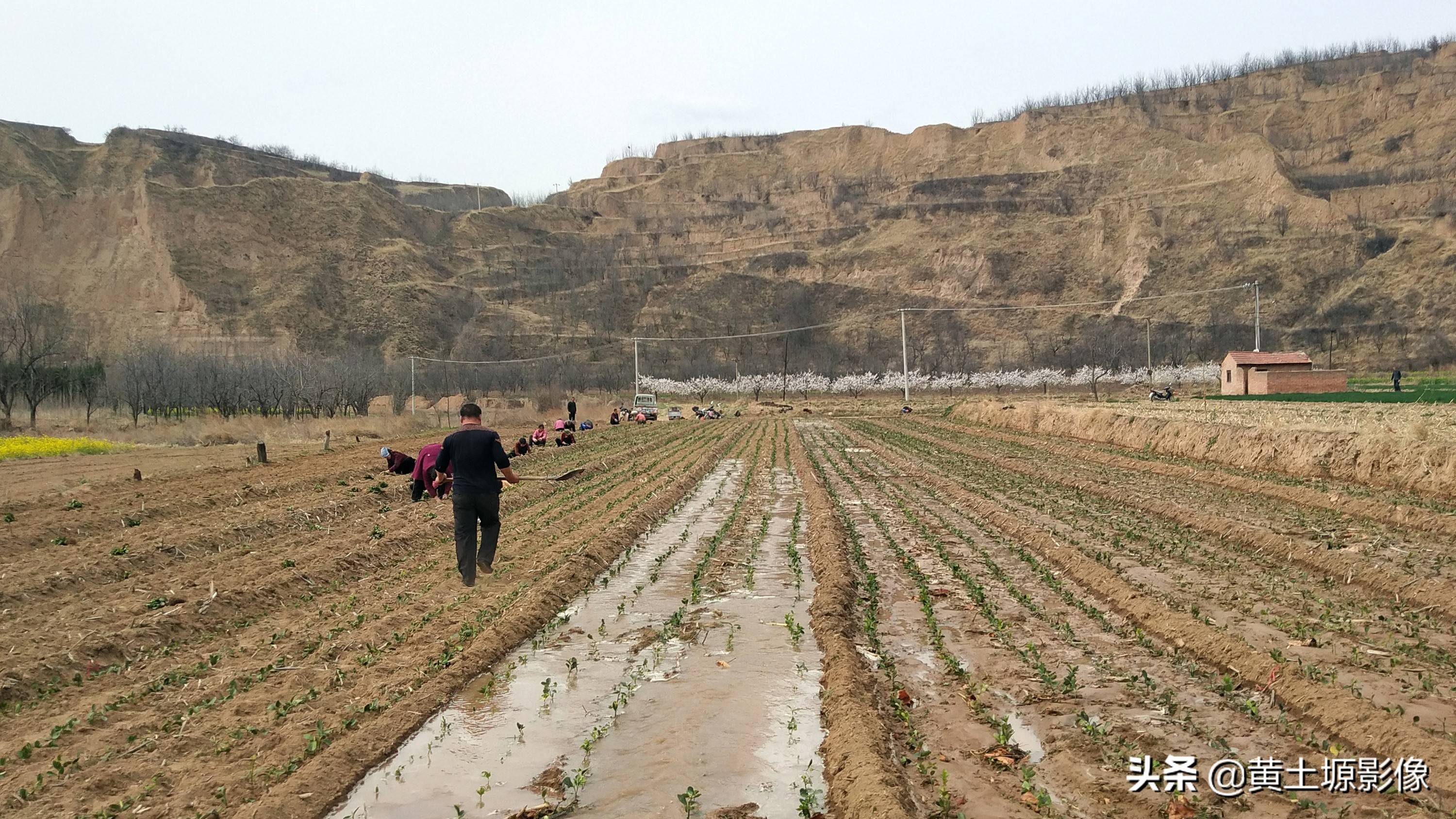 一株幼苗1毛3，三亩地里栽植50000株，看2年后一株能卖多少钱