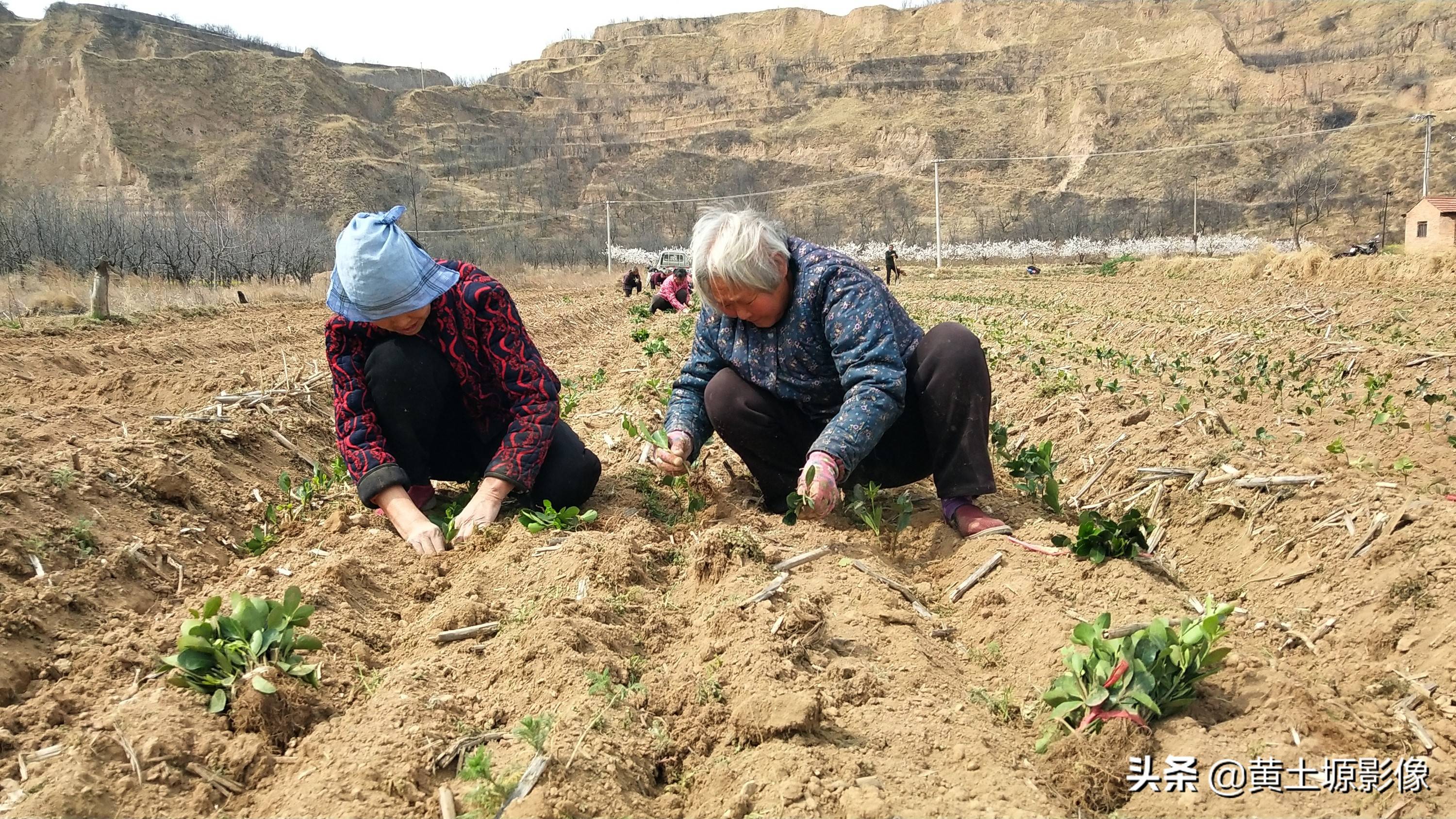 一株幼苗1毛3，三亩地里栽植50000株，看2年后一株能卖多少钱