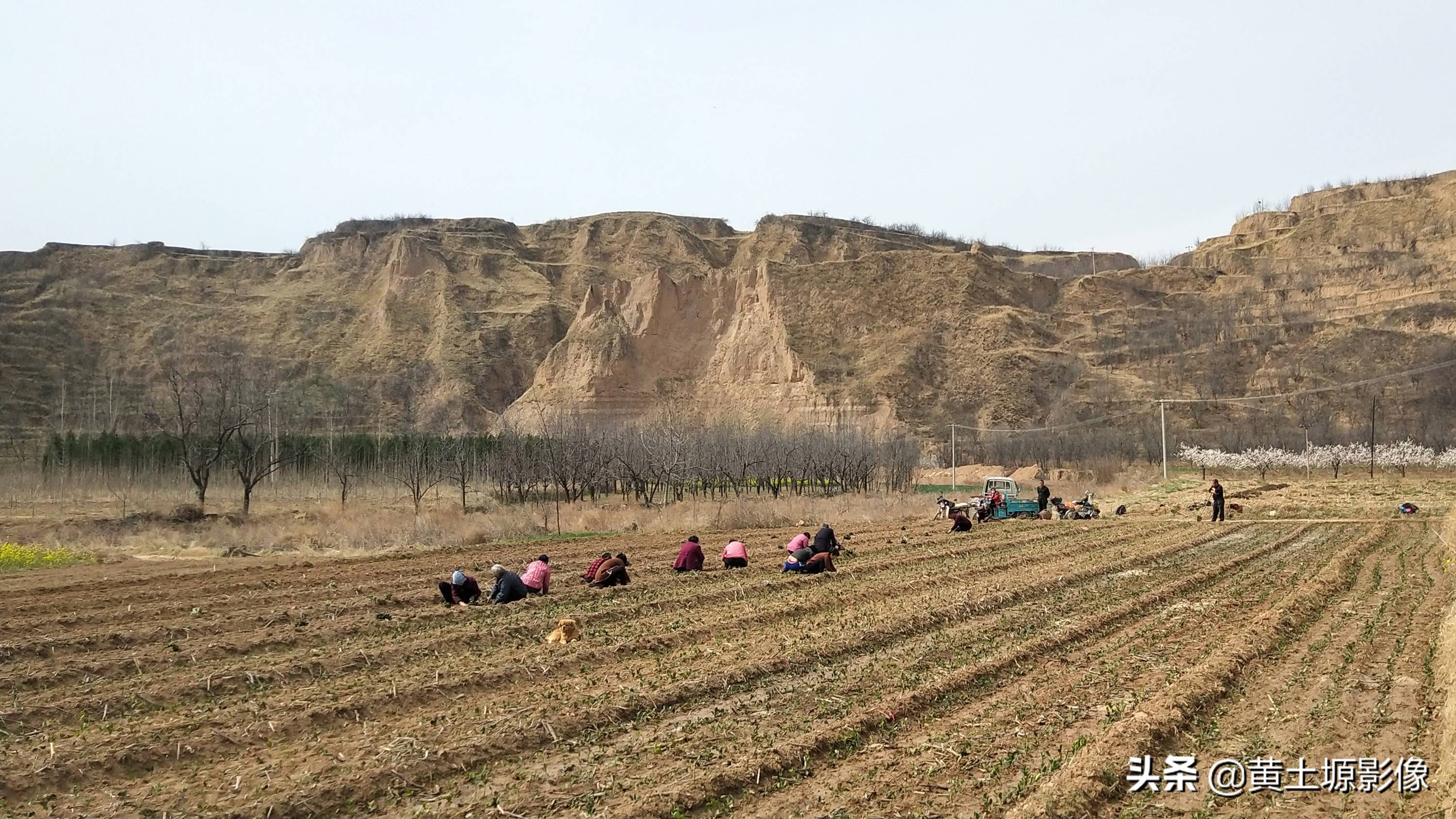 一株幼苗1毛3，三亩地里栽植50000株，看2年后一株能卖多少钱