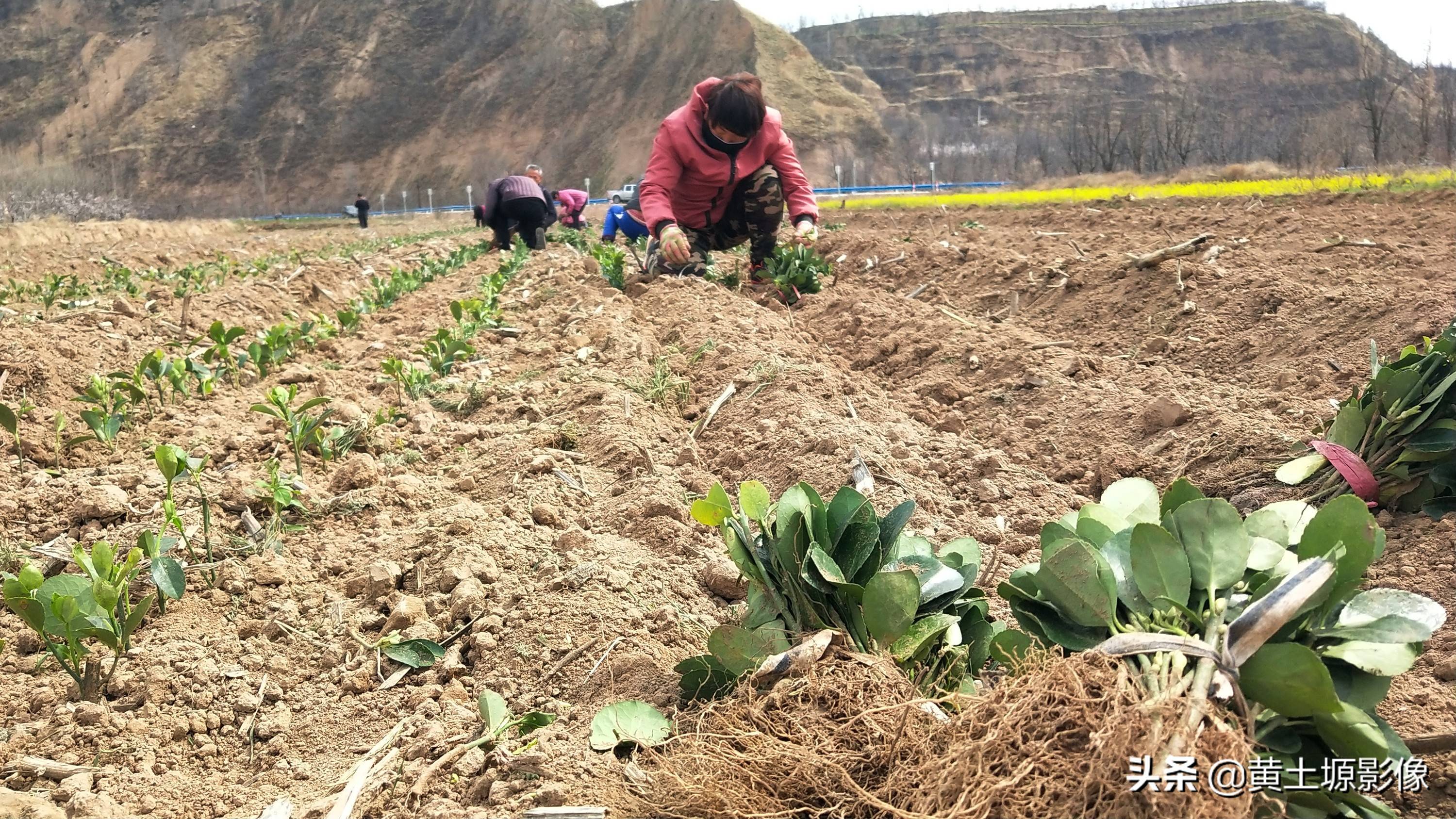 一株幼苗1毛3，三亩地里栽植50000株，看2年后一株能卖多少钱