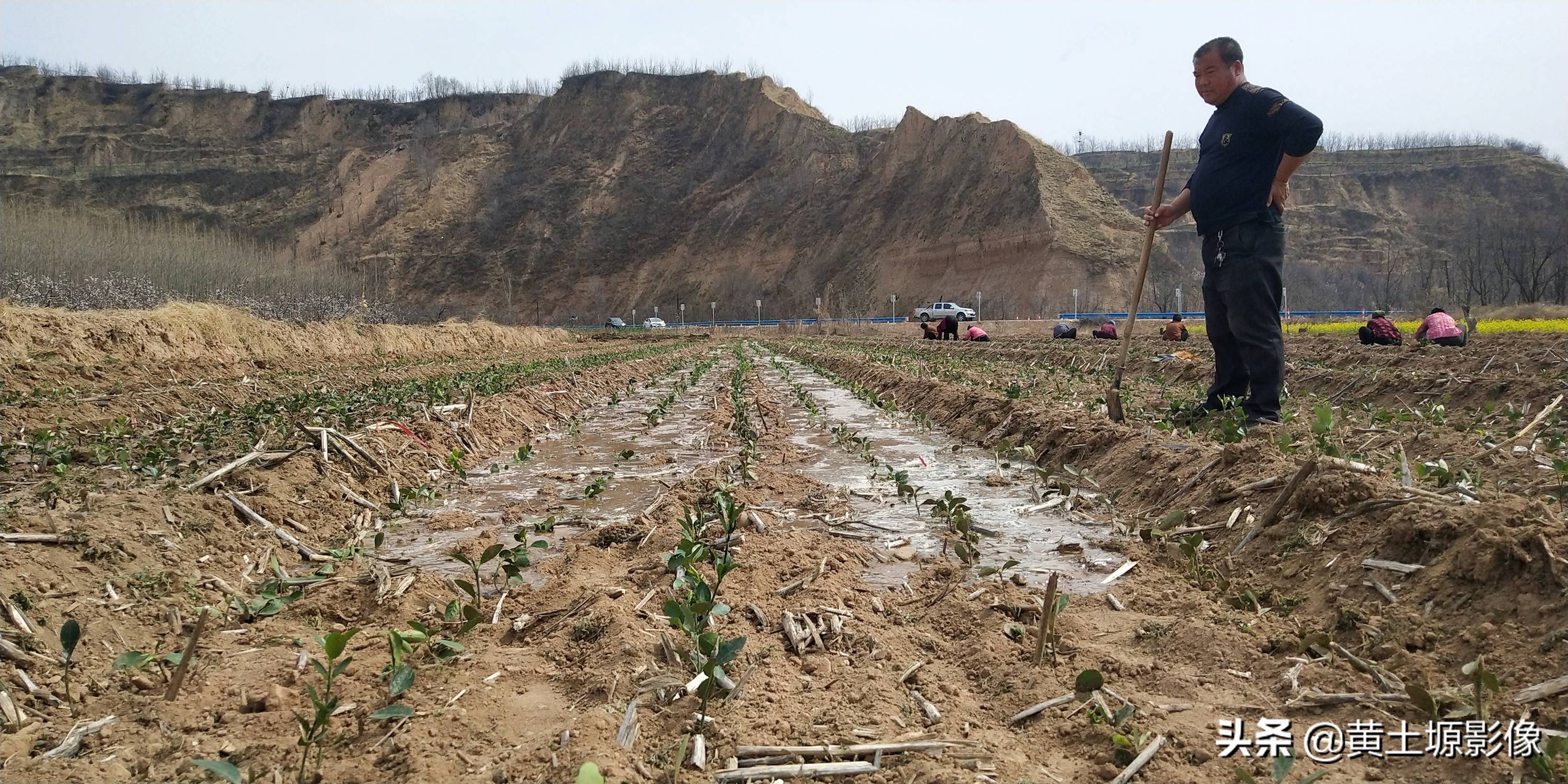 一株幼苗1毛3，三亩地里栽植50000株，看2年后一株能卖多少钱