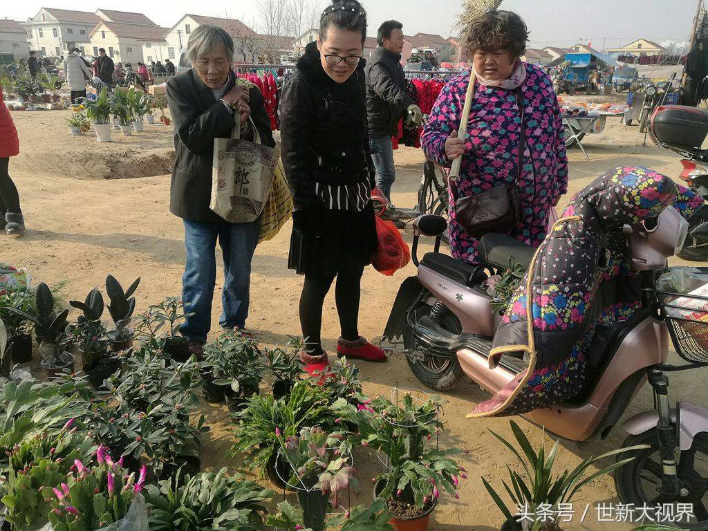 这两盆海棠简直美爆了 摊主说，小本小利，二十二元，不还价