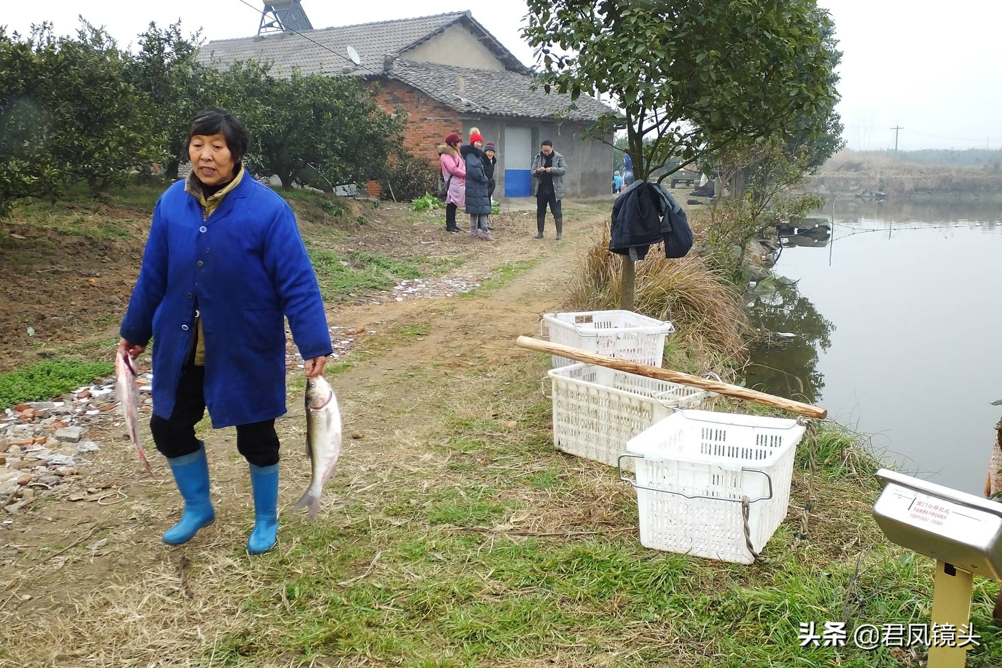 湖北宜昌：乡村鱼塘，农民拉网捉鱼，草鱼8元一斤，鲢鱼3元一斤