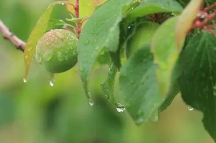 2022杭州梅雨季节是哪几个月1