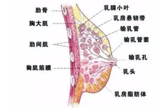 有个胸大的女朋友会想C吗