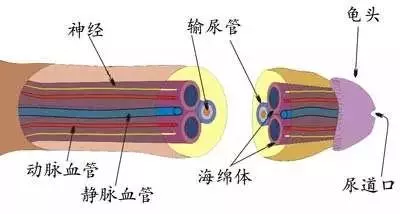 敏感度正常但时间还是短怎么办