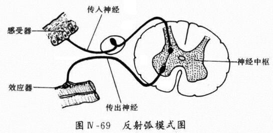 龟头神经阻断术有用吗