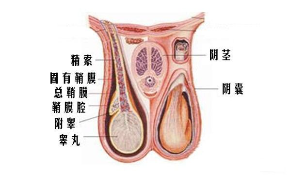 怎样按摩睾丸可以促进性功能