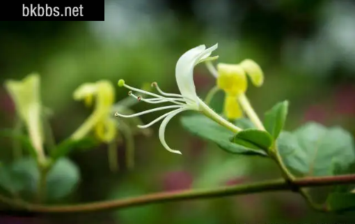 金银花是蒸好还是不蒸好1