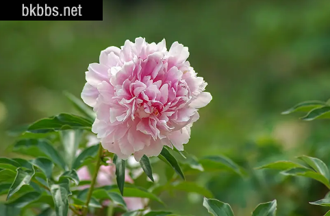 芍药花长什么样子是什么颜色11