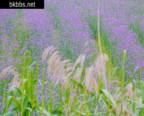 武汉光谷马鞭草花海在哪里3