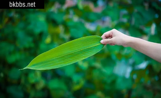 鲜粽叶需要煮一下吗1