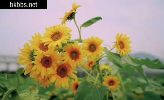 2022考送花一举夺魁要几朵向日葵3