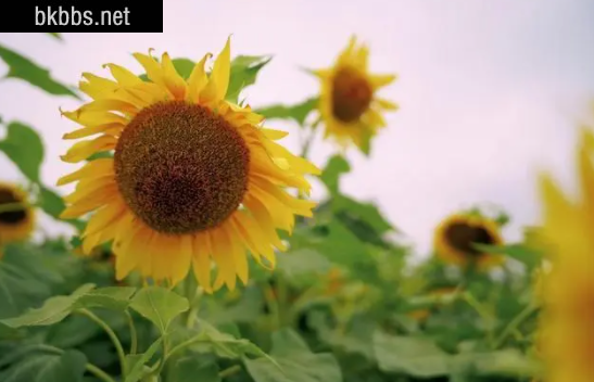 2022考送花一举夺魁要几朵向日葵2