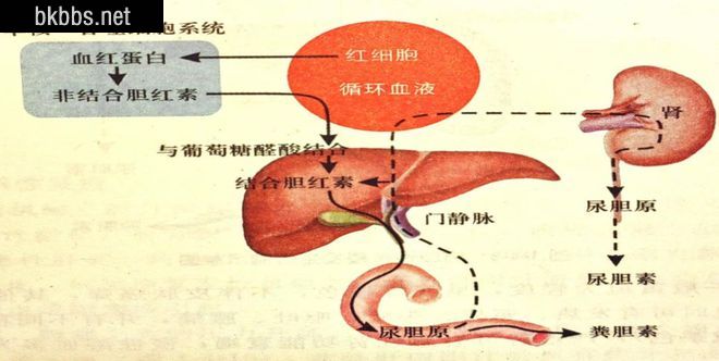 世界早产日|“熟悉”又“陌生”的新生儿黄疸