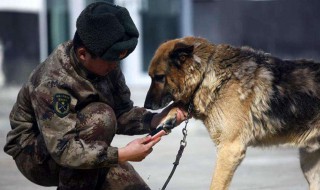 怎样看出幼犬认主人了 怎么看狗认主