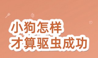 小狗怎样才算驱虫成功 观察便便很重要