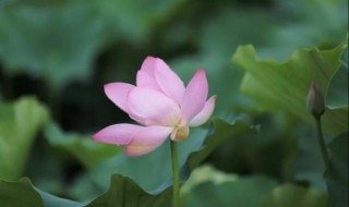 夏雨的特点 夏雨的特点是什么