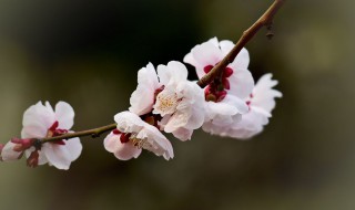 梅花有几种颜色 关于梅花的常见颜色介绍