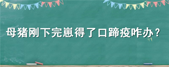 母猪刚下完崽得了口蹄疫咋办 母猪得口蹄疫过后产仔