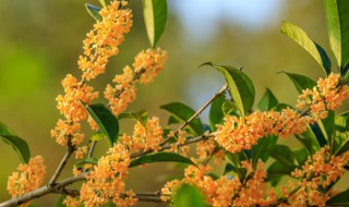 桂花什么季节换盆好，桂花什么季节换盆好活