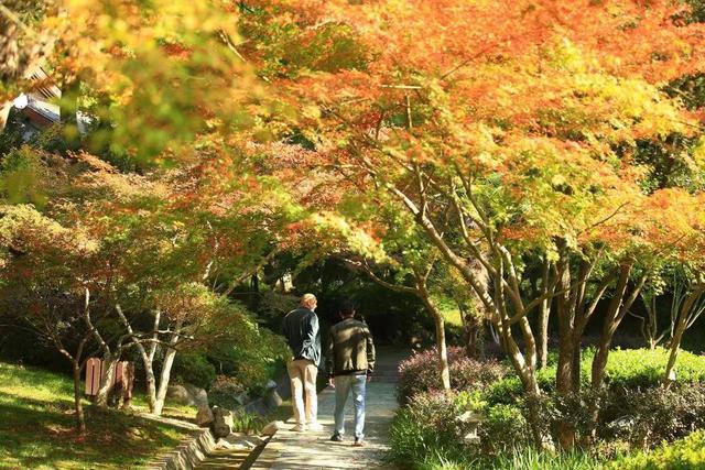 “枫景”正盎然 南京栖霞山旅游赏枫季来了