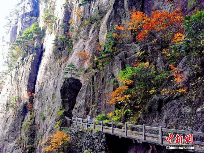 层林尽染秋韵浓 安徽黄山风景区迎来“醉”美秋景