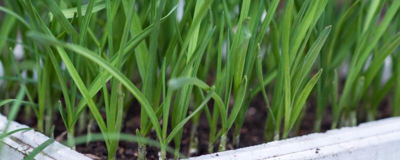 韭菜怎样种植（韭菜怎样种植才好）